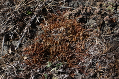 Selaginella sibirica