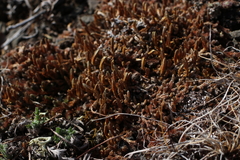 Selaginella sibirica