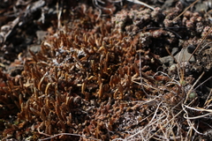 Selaginella sibirica