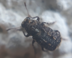 Dissoleucas niveirostris