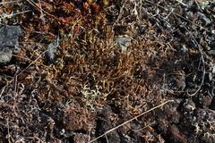 Selaginella sibirica