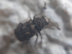 Dissoleucas niveirostris