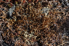 Selaginella sibirica