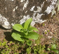 Veratrum viride