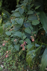 Cestrum elegans