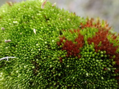 Imbribryum