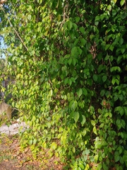 Banisteriopsis caapi