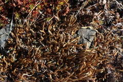 Selaginella sibirica