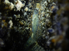 Gymnocephalus cernua