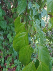 Banisteriopsis caapi
