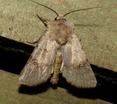 Agrotis cinerea