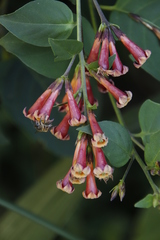 Cestrum elegans