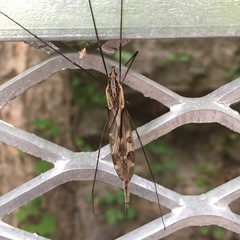 Tipula coquilletti