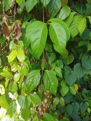 Banisteriopsis caapi