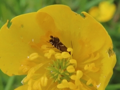 Glyphipterix simpliciella