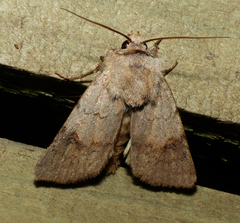 Agrotis cinerea