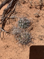 Sclerocactus sileri