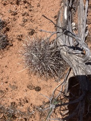 Sclerocactus sileri