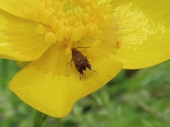 Glyphipterix simpliciella