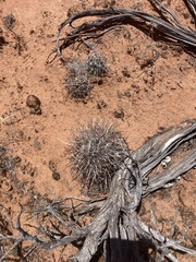 Sclerocactus sileri