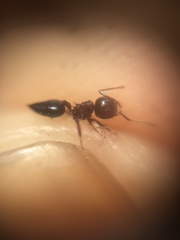 Crematogaster subnuda