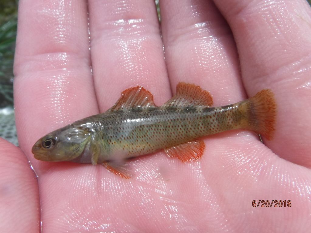 Rio Grande Darter