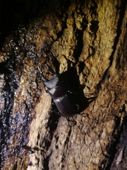 Dorcus rectus rectus