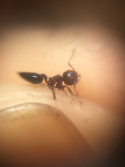 Crematogaster subnuda