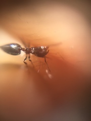 Crematogaster subnuda