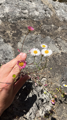 Erigeron karvinskianus