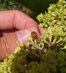 Harmonia axyridis