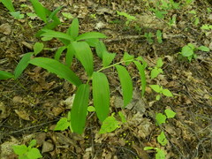 Polygonatum odoratum