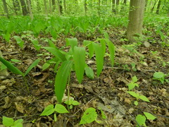 Polygonatum odoratum