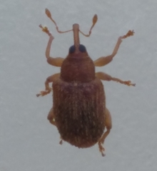 Lignyodes