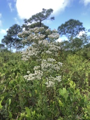 Eupatorium mohrii