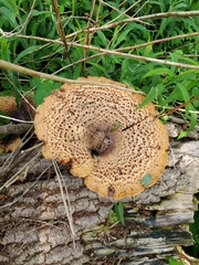 Cerioporus squamosus