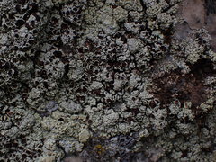 Lecanora argopholis