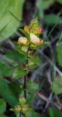 Alectra orobanchoides