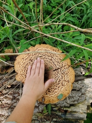 Cerioporus squamosus