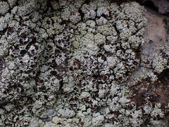 Lecanora argopholis