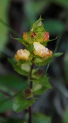 Alectra orobanchoides