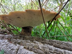 Cerioporus squamosus