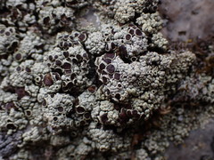 Lecanora argopholis
