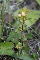 Alectra orobanchoides