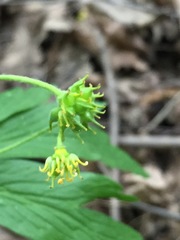 Anemonoides ranunculoides