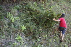 Polytrichum subpilosum