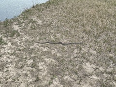 Pituophis catenifer
