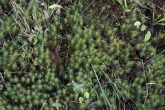 Polytrichum subpilosum