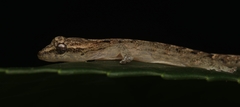 Lepidodactylus