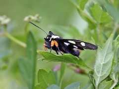 Androloma disparata